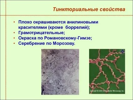 Тинкториальные свойства методы окраски