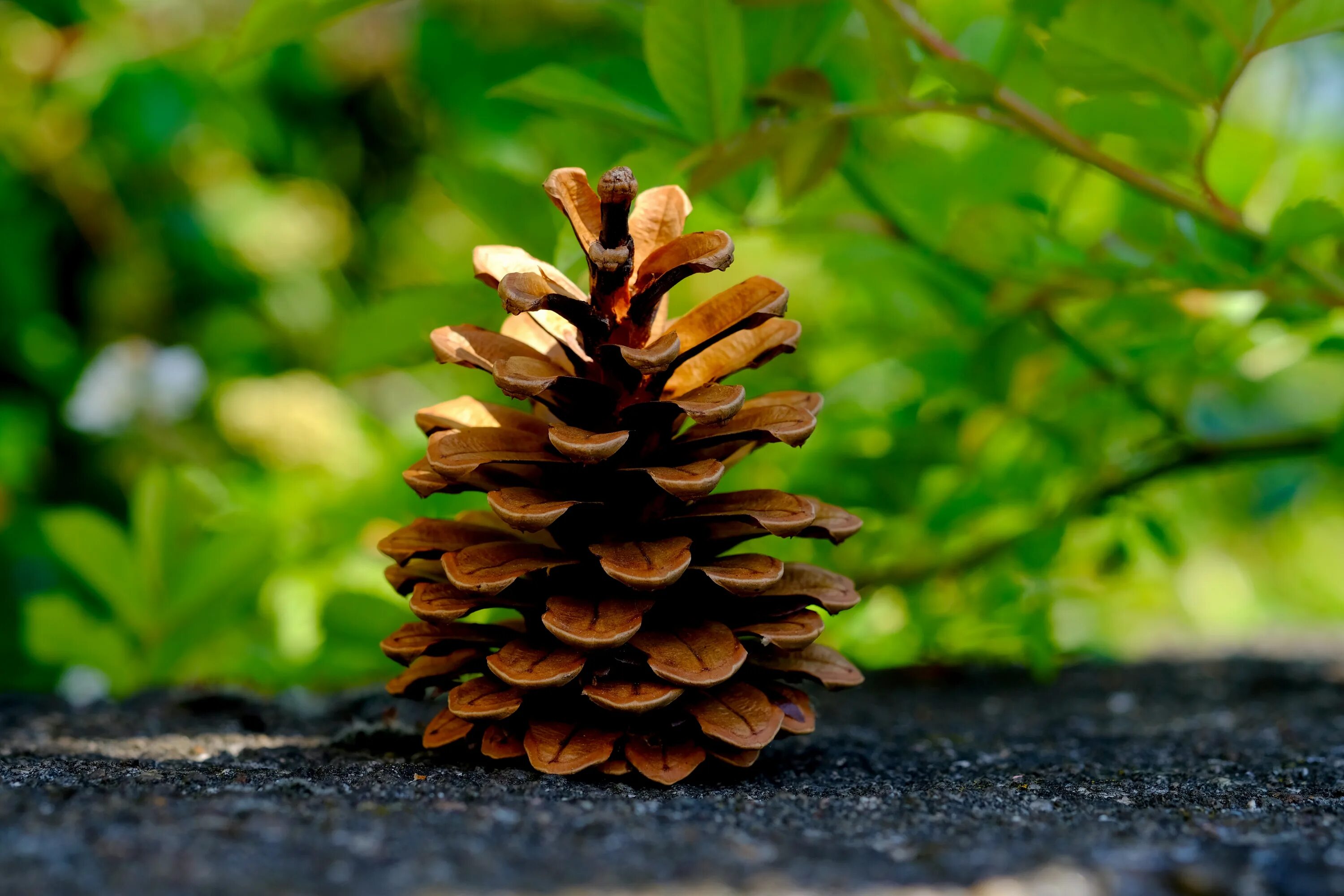 Cones tree