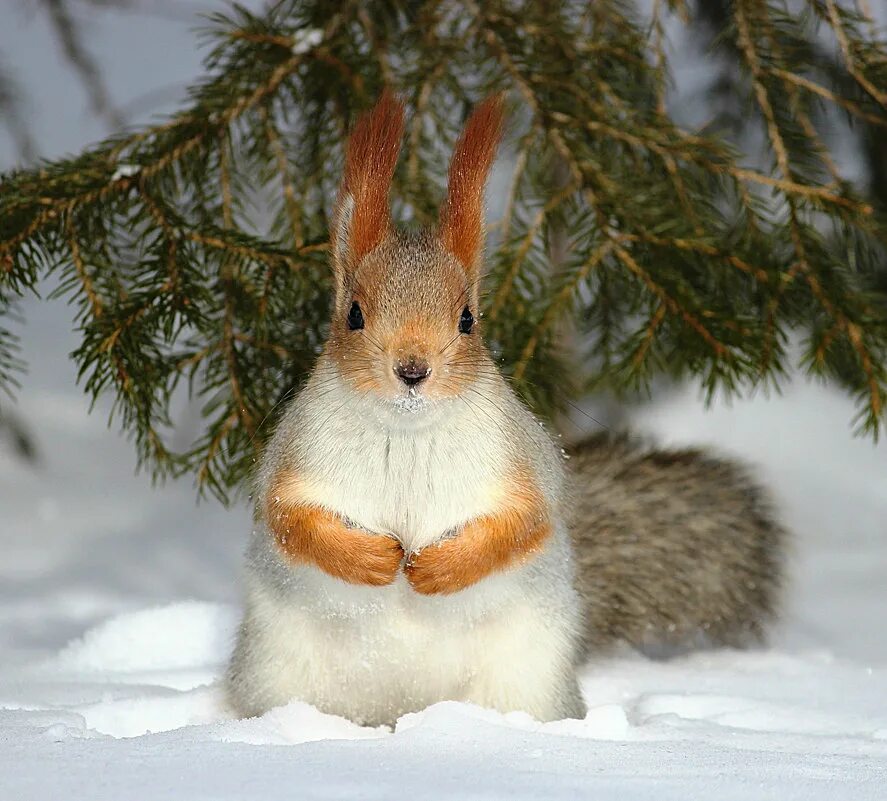 зайки под елочкой. белка зимой. зайки под елочкой. зайчик в зимнем лесу. белки зима.
