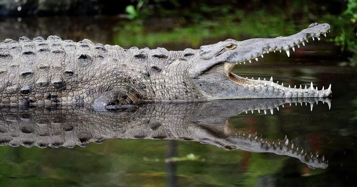 Амазонский Кайман. Крокодил Аллигатор Кайман. Амазонка крокодилы. Миссисипский Аллигатор. Миссисипский аллигатор отряд