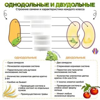 Зародыш семени однодольных и двудольных