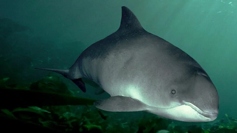 11 Facts About the Vaquita, The World's Most Endangered Porpoise Marine mammals,