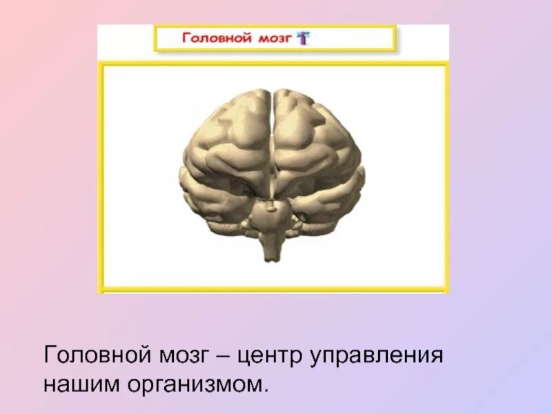 Центр управления мозгом. Центры головного мозга. Мозг центр управления. Центры управления в головном мозге. Головной мозг управляет телом.