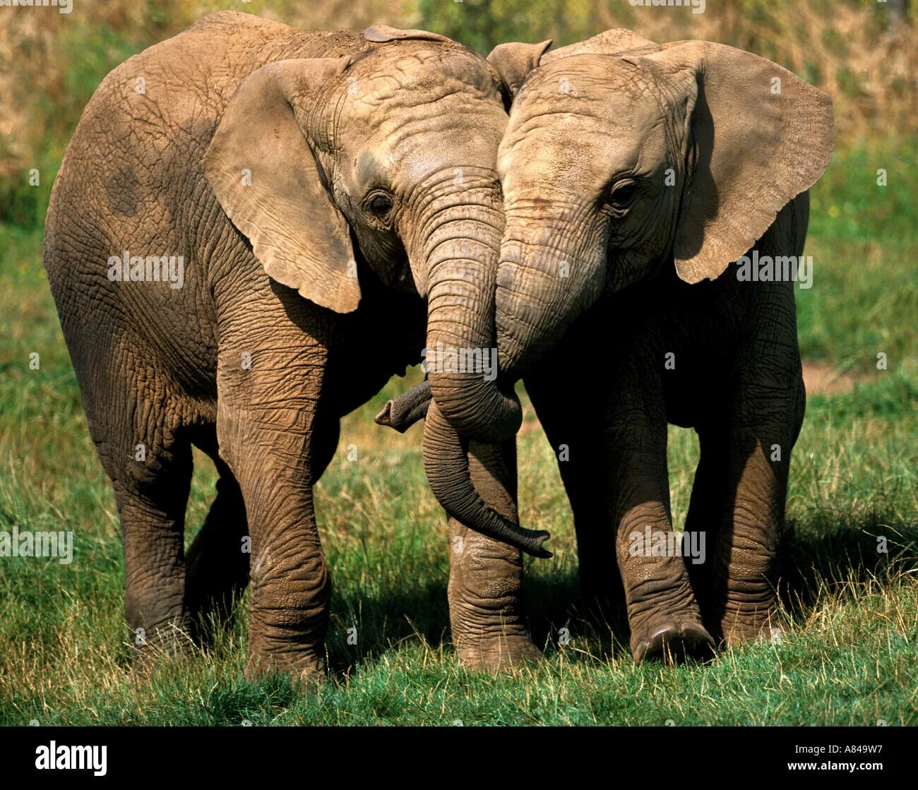 Русский слоник. Слоны парочка. Слоны картинки. Стадо слонов.