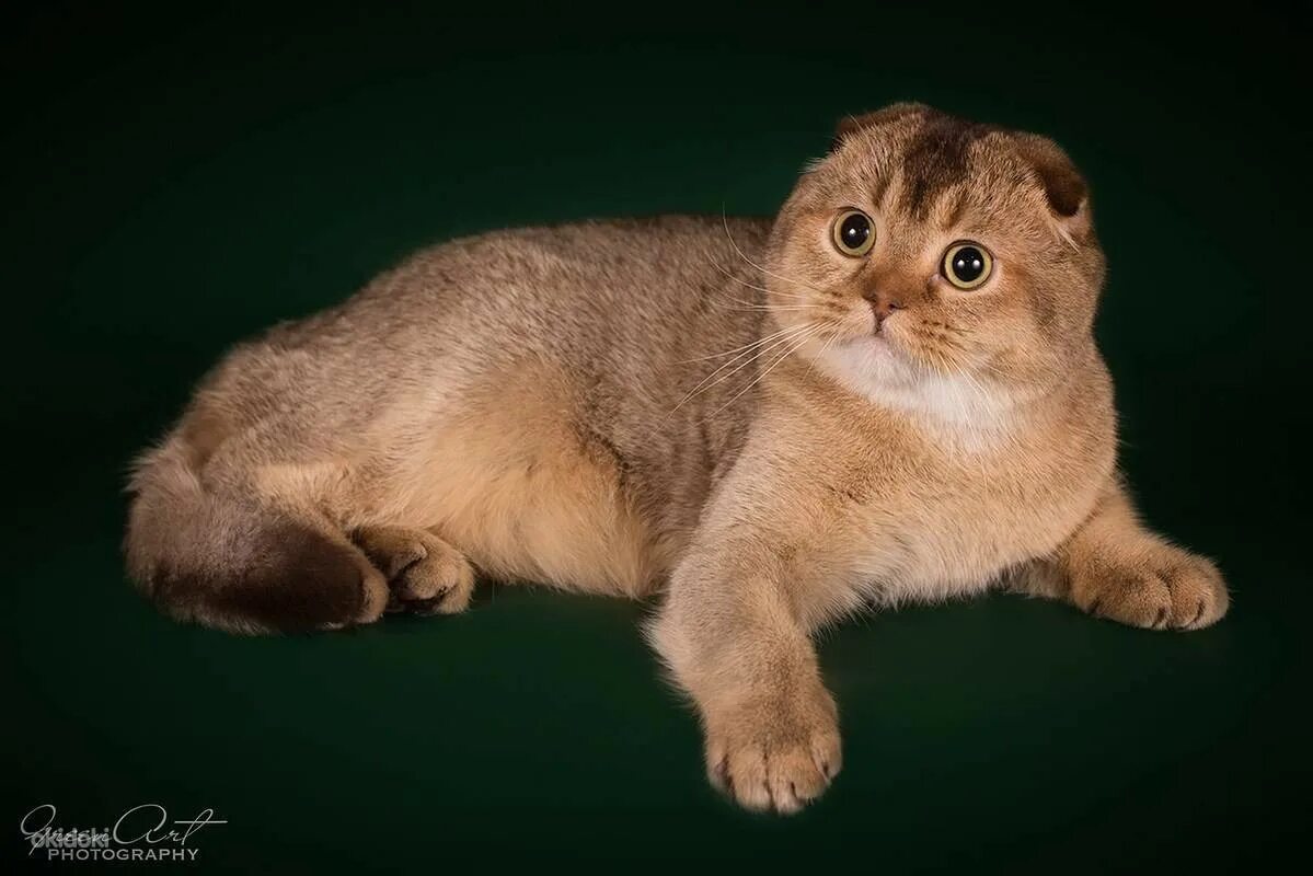 Шотландский вислоухий шерсть. Шотландская вислоухая фолд. Шотландский скотишфолд. Шотландская вислоухая скотишфолд. Шотландская кошка скоттиш фолд.