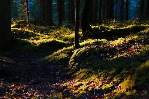 Better forest