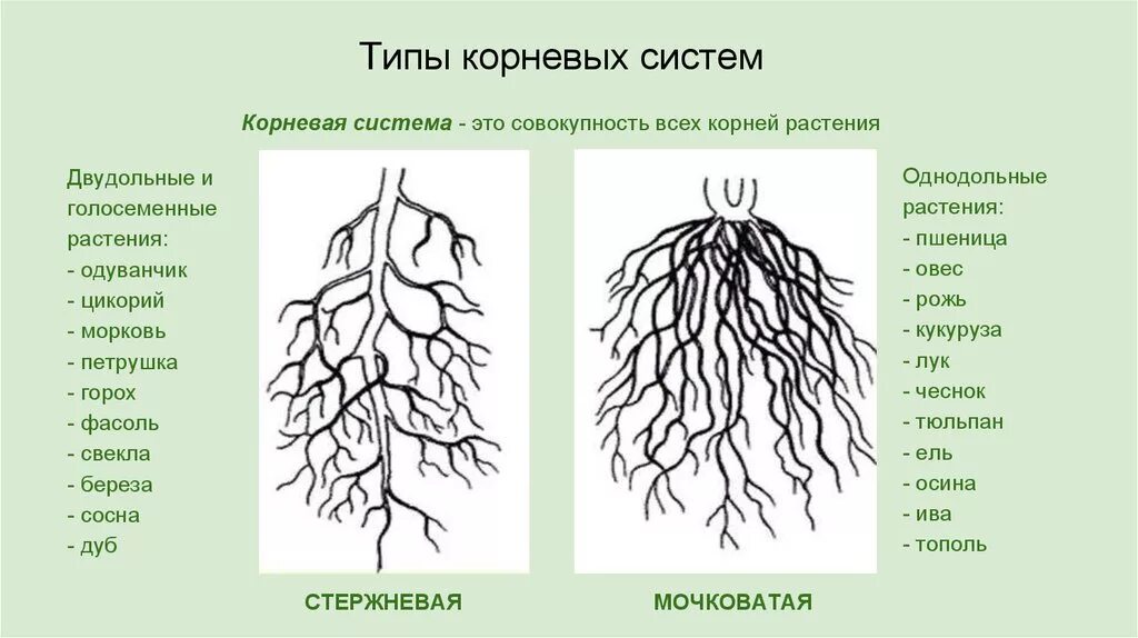 Ближнее корень. Строение корневой системы тополя. Корневые системы растений рисунок. Строение корня тополя пирамидального. Корневая система тополя пирамидального схема.