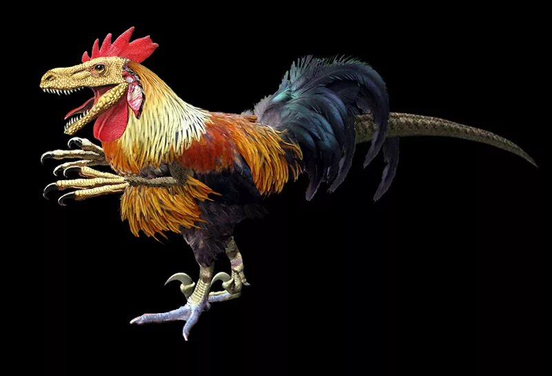 Происхождение курицы. Джек Хорнер Курозавр. Курица потомок динозавров. Кудахтающий Курозавр. Динозавр петух.