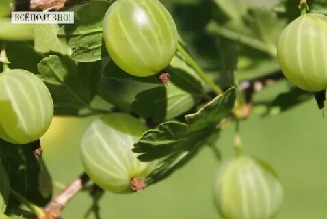 Крыжовенный как пишется