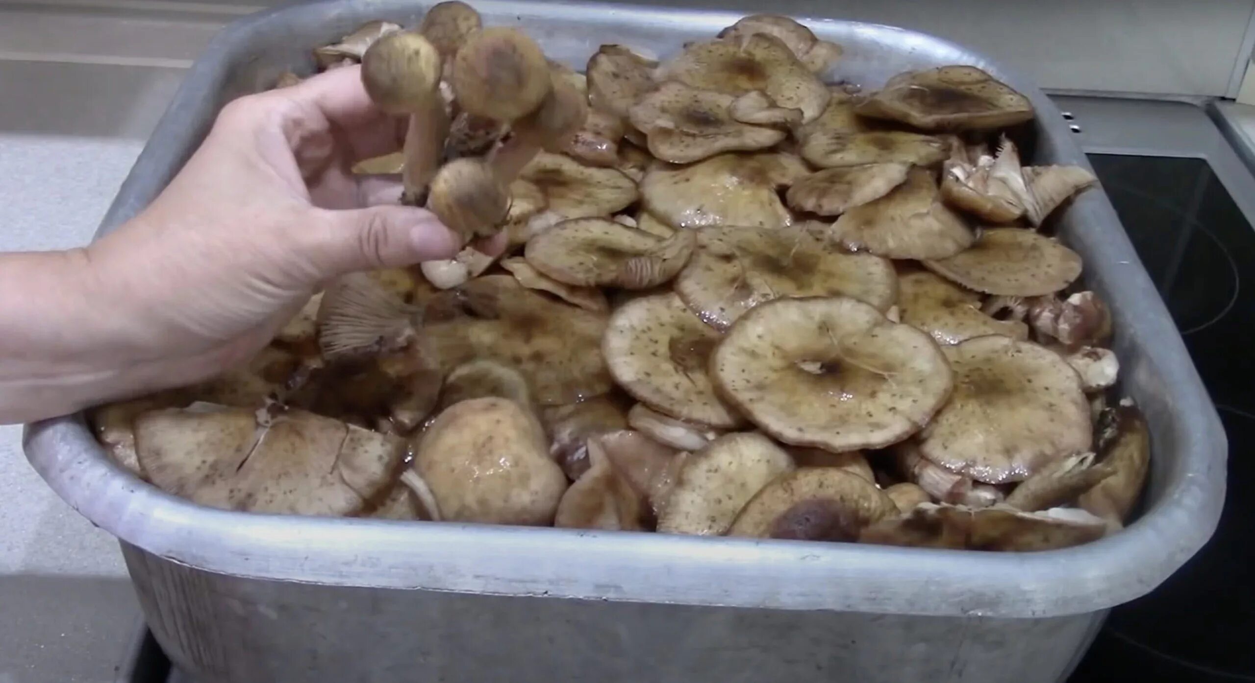Вареные грибы. Варёные грибы для заморозки. Отварить грибы. Сваренные грибы.