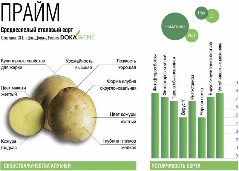 Картофель сорт ла страда. Картофель ла страда описание сорта. Сроки созревания картофеля по сортам таблица. Сорт картофеля кингсмен. Сорт картофеля прайм характеристика отзывы