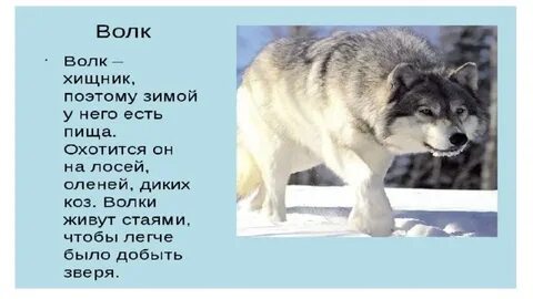 Бывало и коза волка
