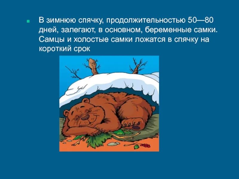 Что такое спячка в биологии. Спячка. Зимняя спячка. Медведь зимой ложится в спячку. Почему медведи впадают в спячку.