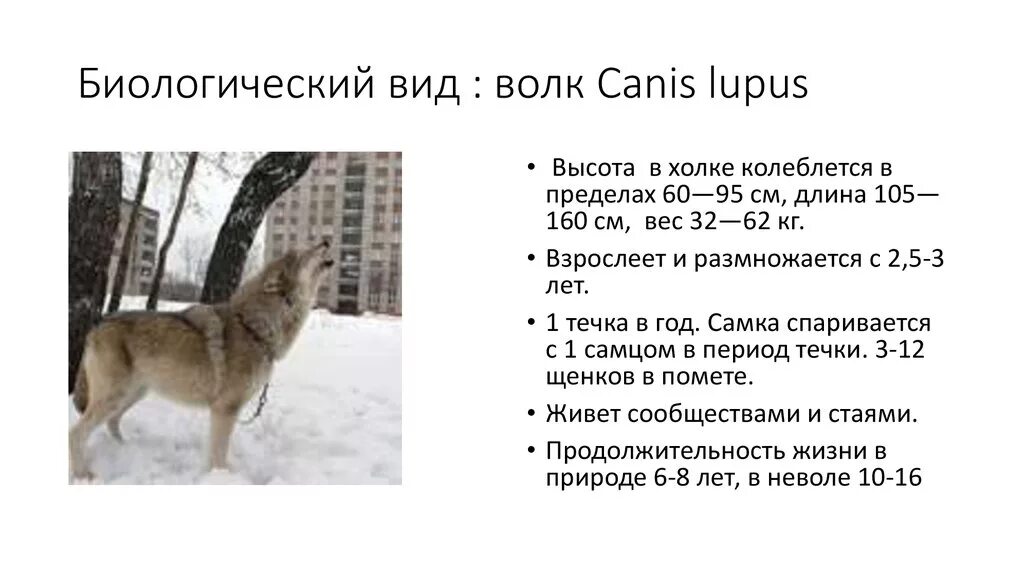 В каком году был год волка. Волк рост в холке вес. Размер волка в холке.