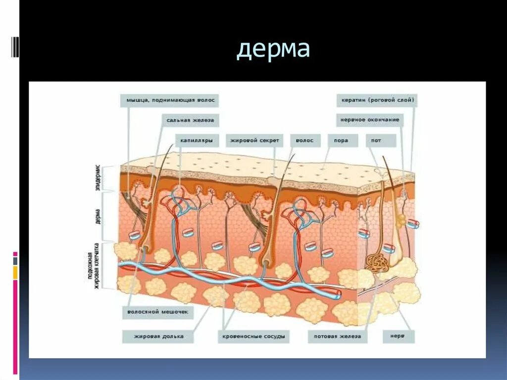 Строение дермы сосочковый слой. Дерма сосочковый слой сетчатый слой. Строение дермы сосочковый и сетчатый слой. Строение кожи слои дермы.