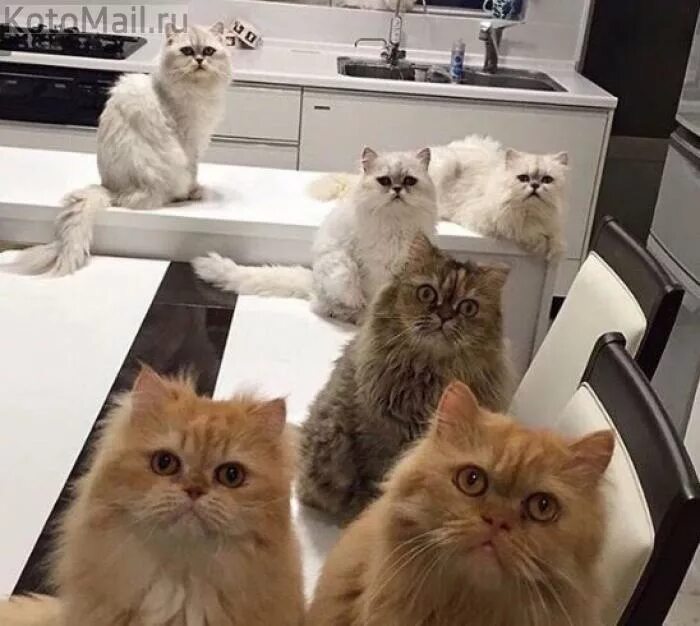 где много просмотров. список популярных блогеров. несколько котов. самые популярные социальные сети. самая популярная социальная сеть в мире.