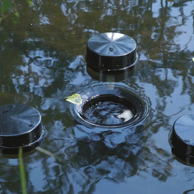 Карп в воде. Болотная водоросль спирогира. Рыба плавает на поверхности. Плавает на поверхности водоема. Нейстонные водоросли.