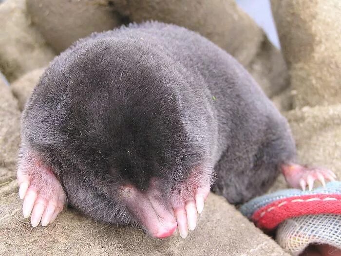 норы обыкновенного слепыша. цвет крота. крот могера уссурийский. крот коричневый. крот на грядке азбука.