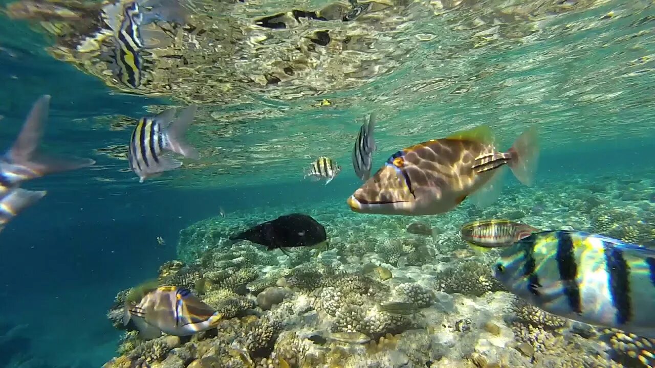 Есть ли в шарме акулы. Шаркс Бэй Шарм-Эль-Шейх риф. Shark Reef Шарм Эль Шейх. Рифовая акула Шарм Эль Шейх. Шарм Эль Шейх море Акулья бухта.