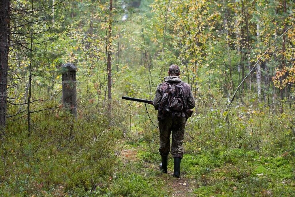 Квартальный просек. Минеральная полоса. Полосы в тайге. У просеки никитич осторожно выглянул из чащи лыжни на просеке. У просеки никитич.
