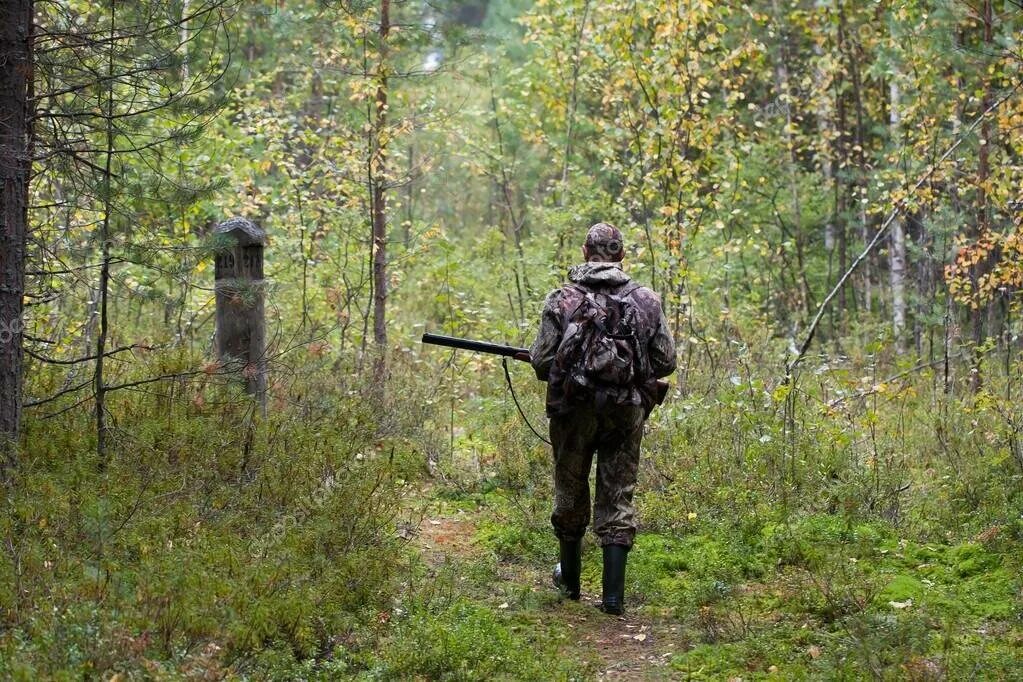 У просеки никитич осторожно выглянул из чащи. Охотник в лесу. Охотник со спины в лесу. Охотник затаился в лесу. Ружье в лесу.