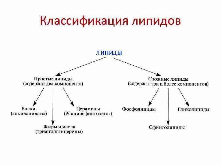 Основные липиды тканей человека. Структура и классификация липидов. Классификация липидов схема. Функции липидов схема. Схема строения липидов.