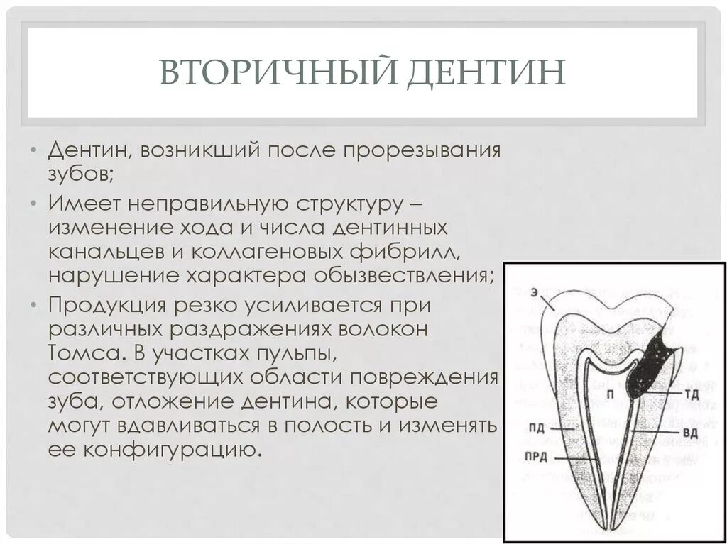 1 дентин. Заместительный дентин гистология. первичный вторичный третичный дентин. строение дентина.