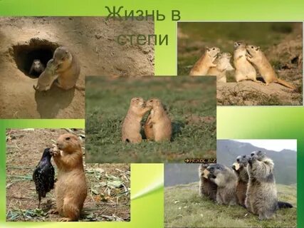 Животные степей 4