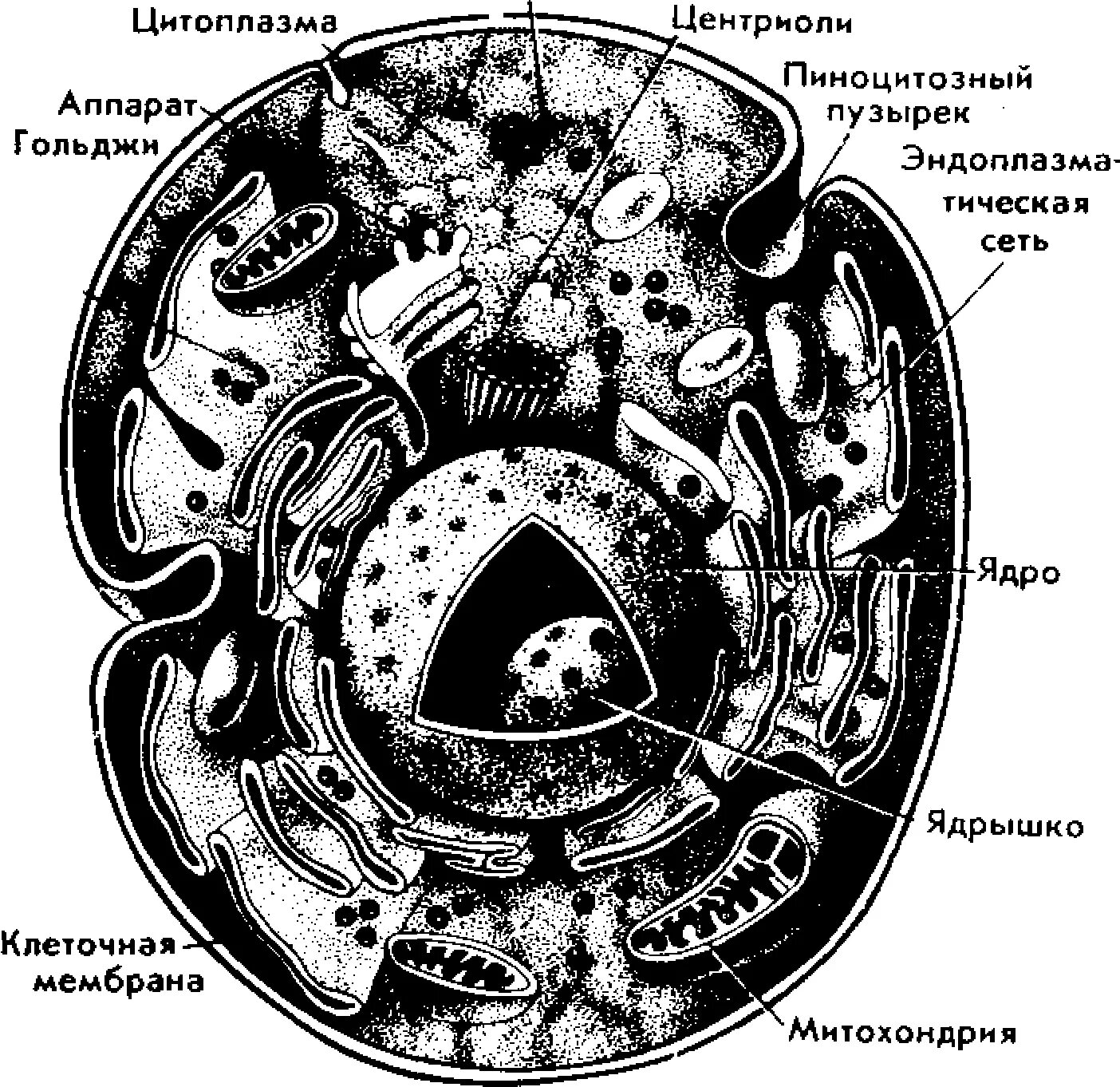 Клетка под электронным микроскопом биология. Схема строения животной клетки по данным электронного микроскопа. схема строения растительной клетки под электронным микроскопом. животная клетка под электронным микроскопом строение клетки. животное клетка под электронным микроскопом.