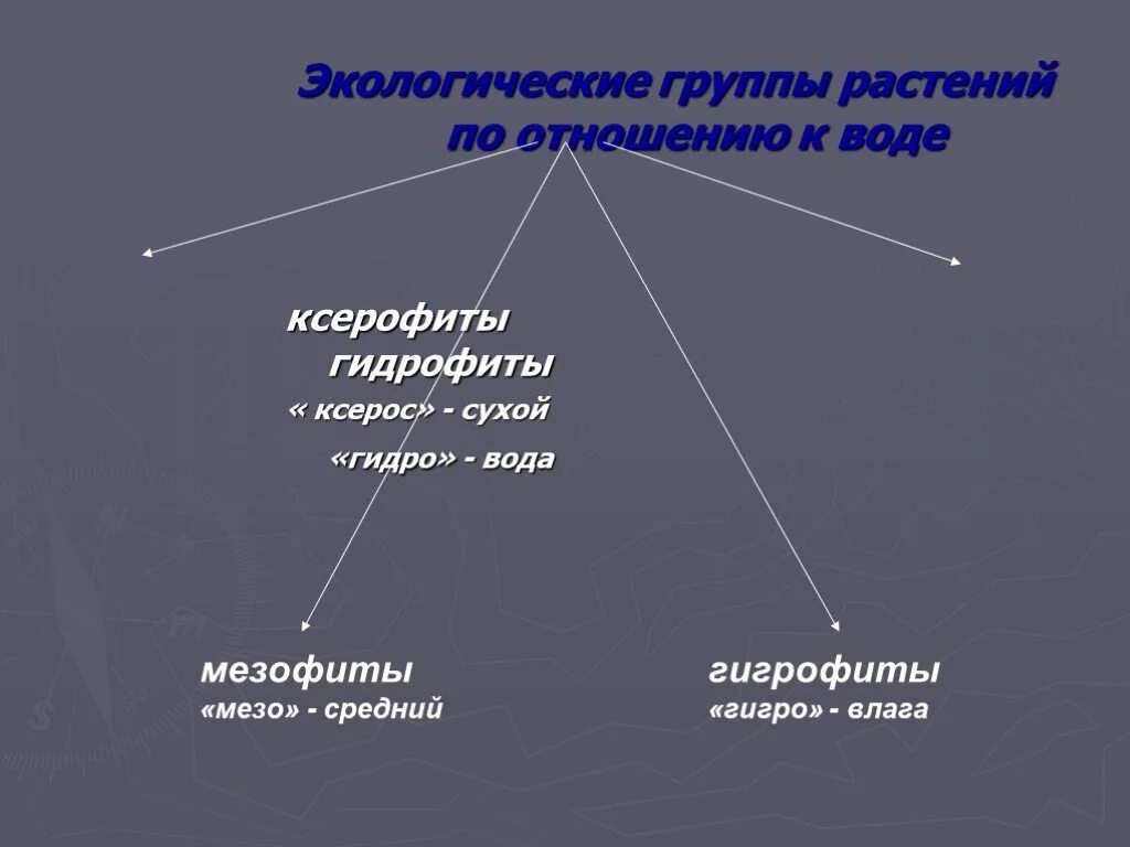 Экологические группы. Группы растений по отношению к воде. Экологические группы растений по отношению к воде. Экологичная группа по отношению к воде. Экологическая группа ксерофиты