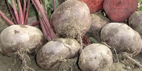 Какую свеклу посадить под зиму
