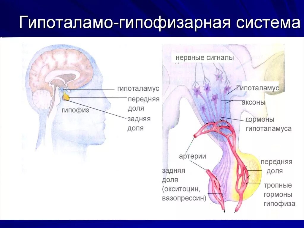 Гипофиза гипоталамо гипофизарная система. Гипоталамо гипофиз система. Гипоталамо-гипофизарная система схема. Строение и функции гипоталамо-гипофизарной системы. 4. Гипоталамо-гипофизарная система.