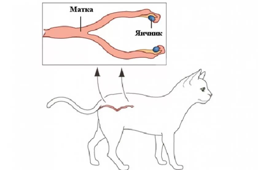 Матка и яичники кошки. Расположение матки у кошки. Строение кошачьей матки.