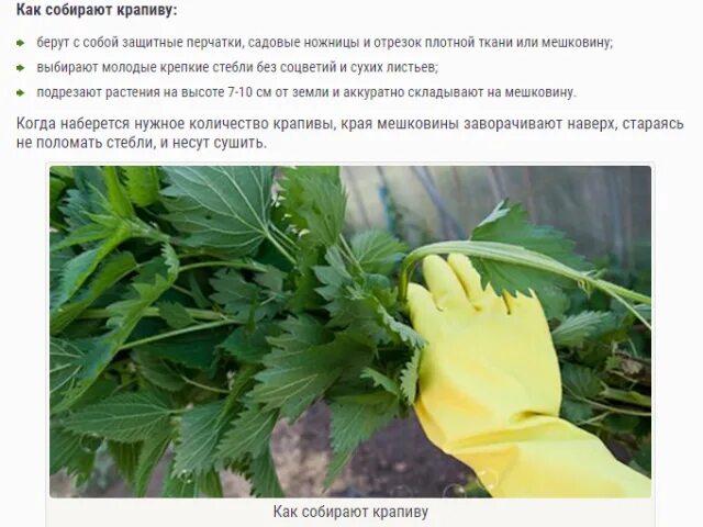 Какую крапиву собирать. Сбор крапивы. перчатки для крапивы. веник из крапивы для бани. когда собирать крапиву для бани.
