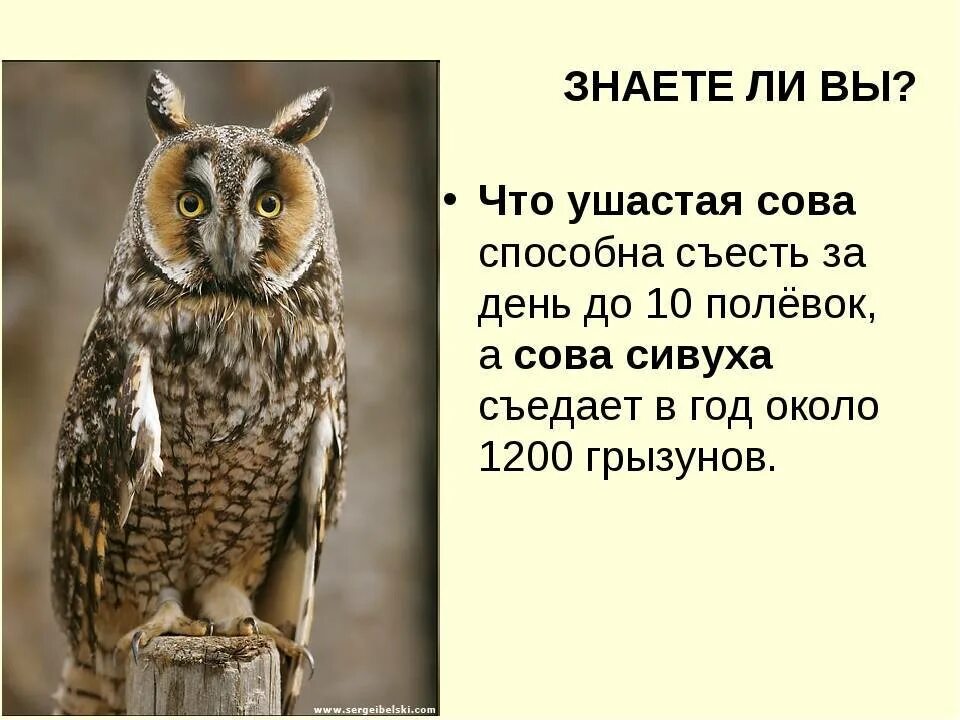 Интересные факты о совах. Интересные факты о совах и филинах. Интересные Совы. Интересные факты о Филине. Текст про сову