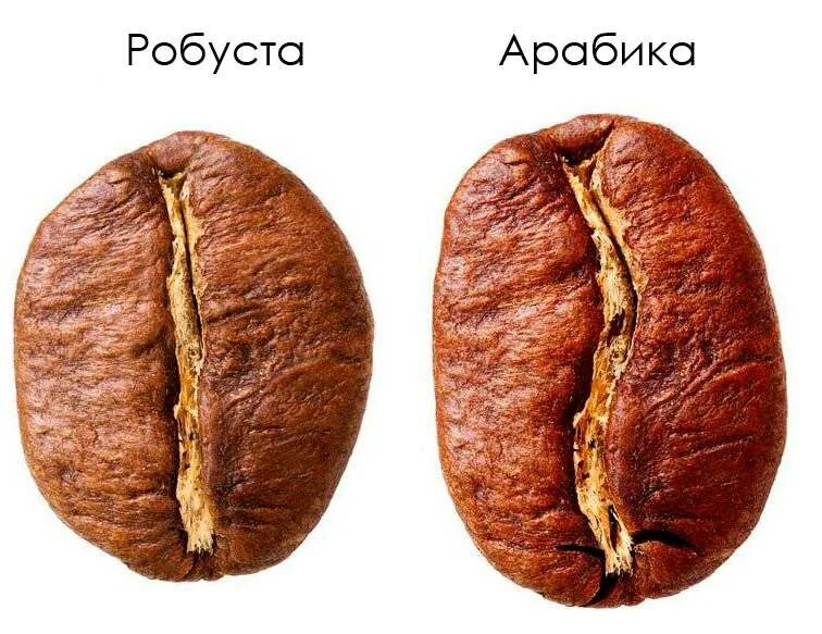 Кофе робуста отличается. Арабика Робуста Либерика. Сорт кофе Робуста и Арабика отличия. Отличие робусты от арабики внешнее. Зерна арабики от робусты по внешнему.