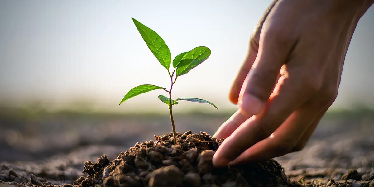 Lets plant. Росток дерева. Росток дерева фото. Три ростка и дерево. Росток дерева Мидаса.