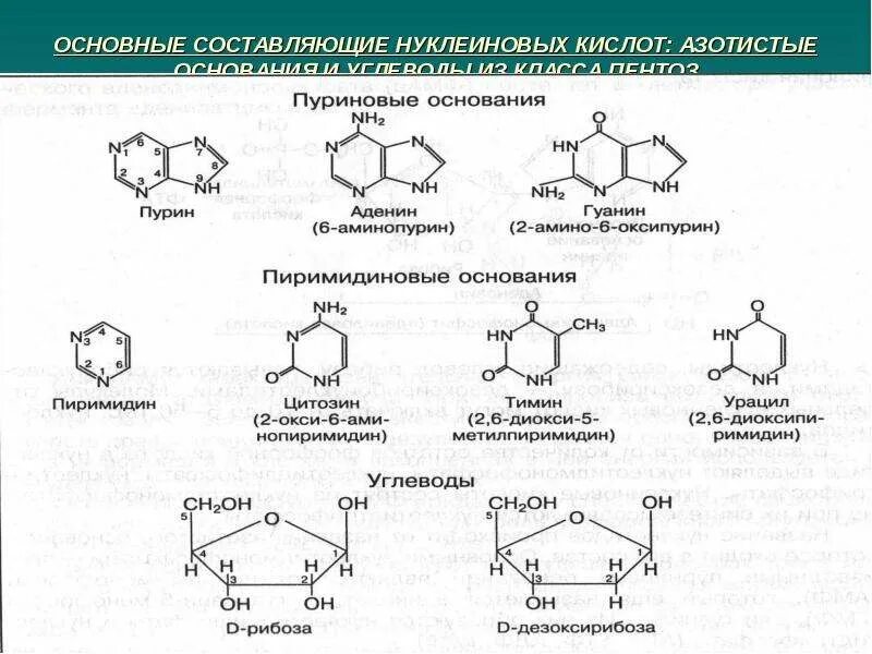 Углевод в составе нуклеиновых кислот. Пентозы нуклеиновых кислот. общая формула нуклеиновых кислот. структурные компоненты нуклеиновых кислот. компоненты нуклеиновых кислот биохимия.