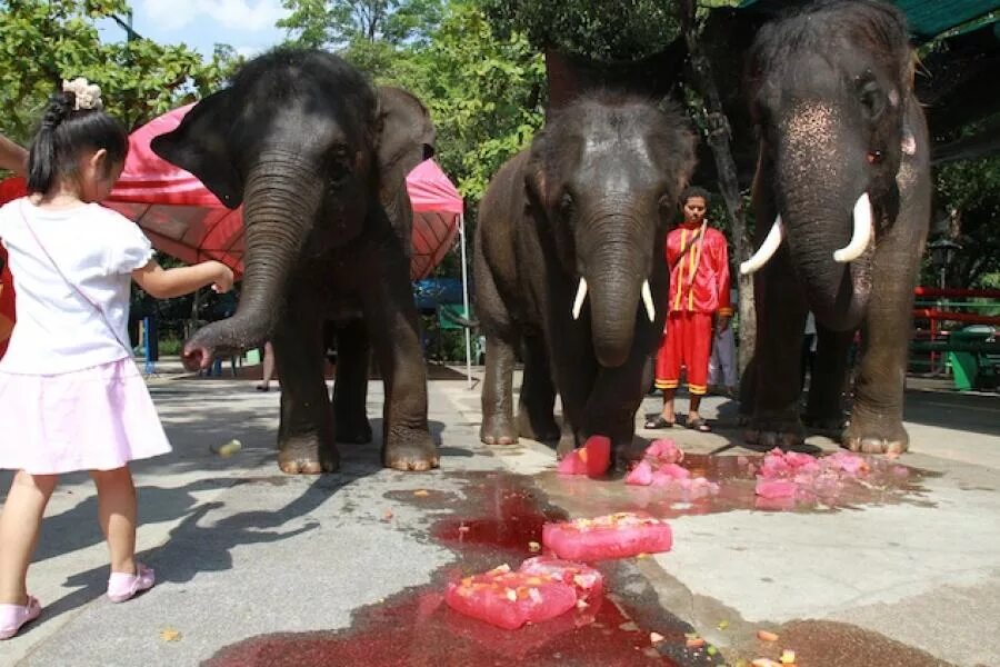 Слоны едят мясо. Зоопарк Чианг май.