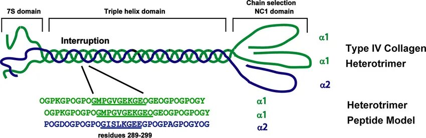 Коллаген 4 типа структура. Альфа цепь коллагена. Коллагена IV типа. Строение коллагена 4.