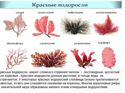 Рассмотрите схему зеленые водоросли красные водоросли