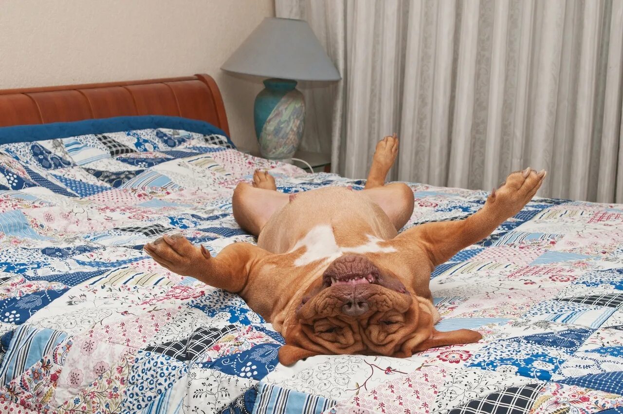 Валяться в постели. Кровать для собаки. Лежит на кровати. Спавшие животные людей