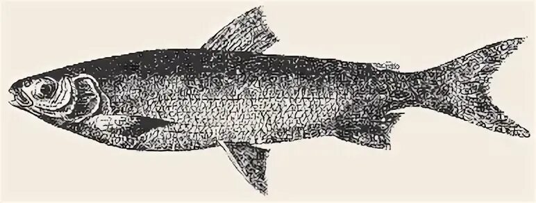 Жизнь пресноводных рыб сабанеев. Сиг Пресноводные рыбы. Волховский сиг. Конёк рыба Речная. Рыба сиг проходной.
