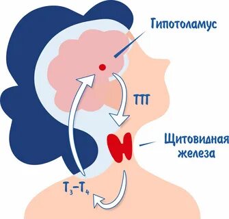 Ттг 49