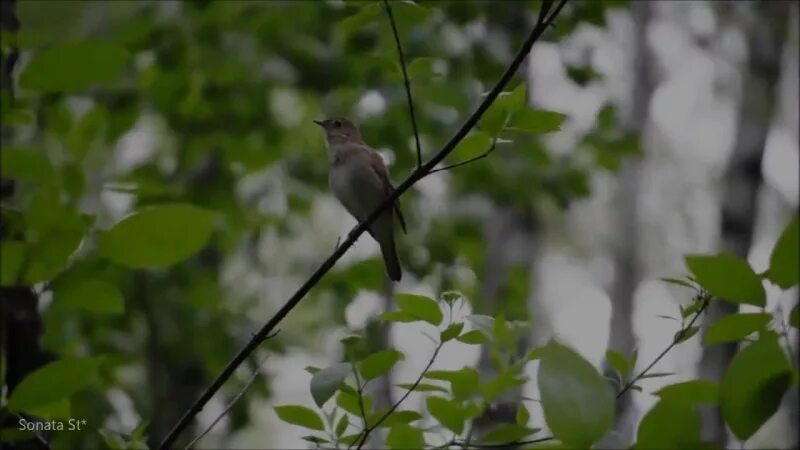 Пение соловьев видео. Соловей в сирени. Двуствольная Березка и всегда пел Соловей.