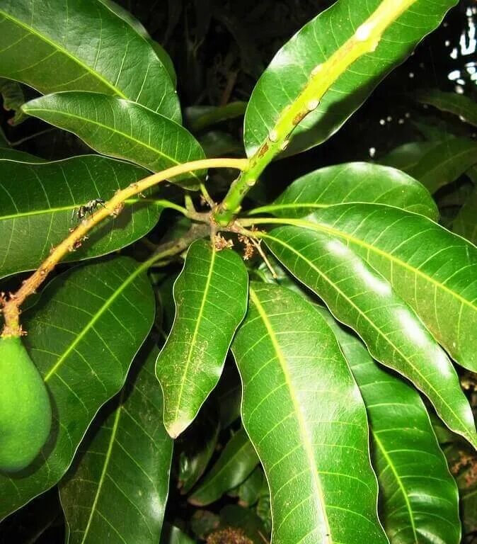 Цветущее дерево манго. Манго дерево цветы. Дерево манго цветет. Манго дерево цветение. Манго индийское растение.