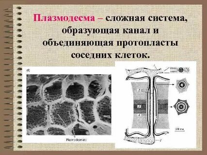 Плазмодесмы