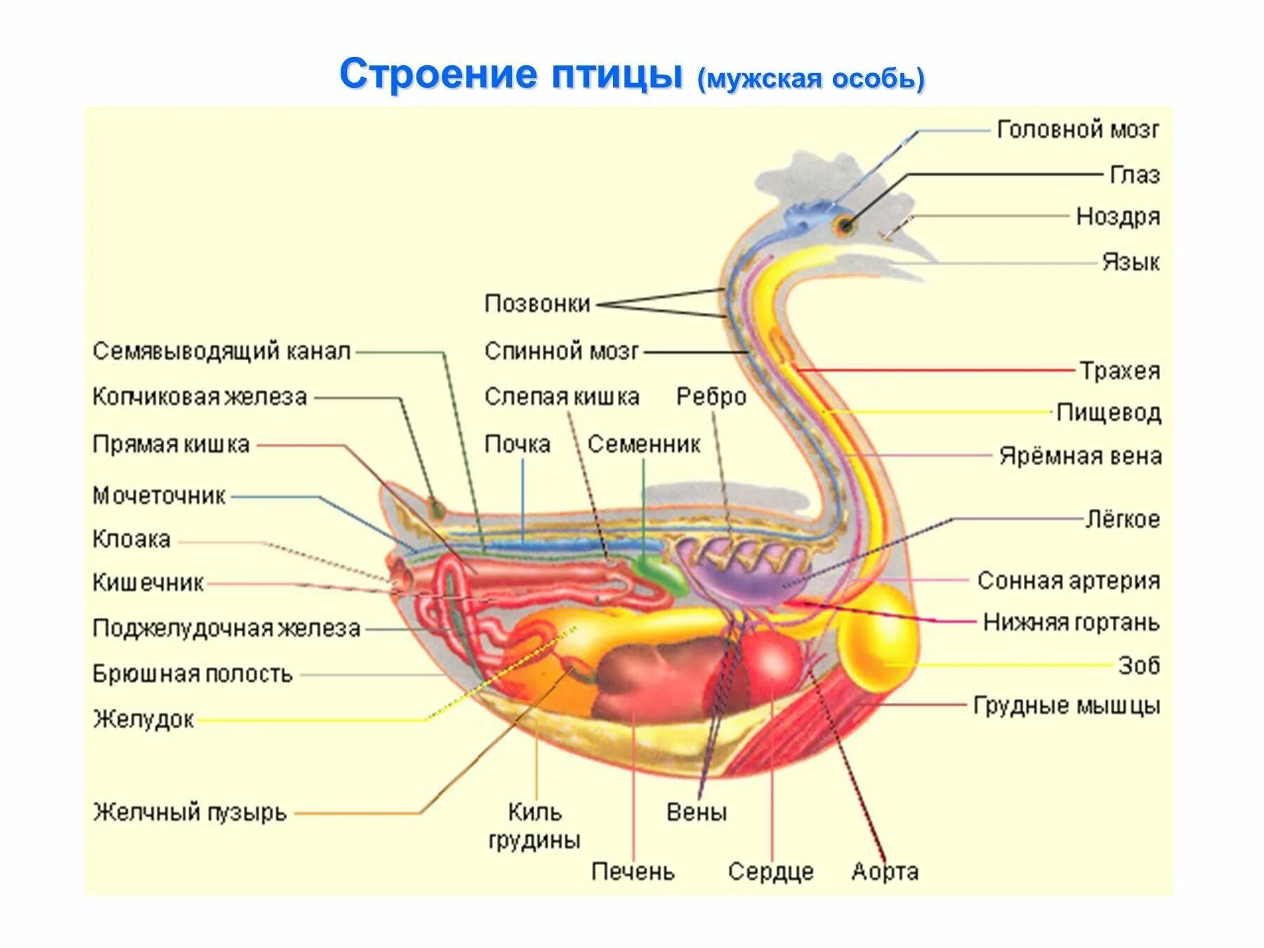 Кишечник мочеточники открываются в клоаку. Строение внутренних органов гуся. Пищеварительная система курицы анатомия. Анатомия внутренних органов курицы. Анатомическое строение курицы.