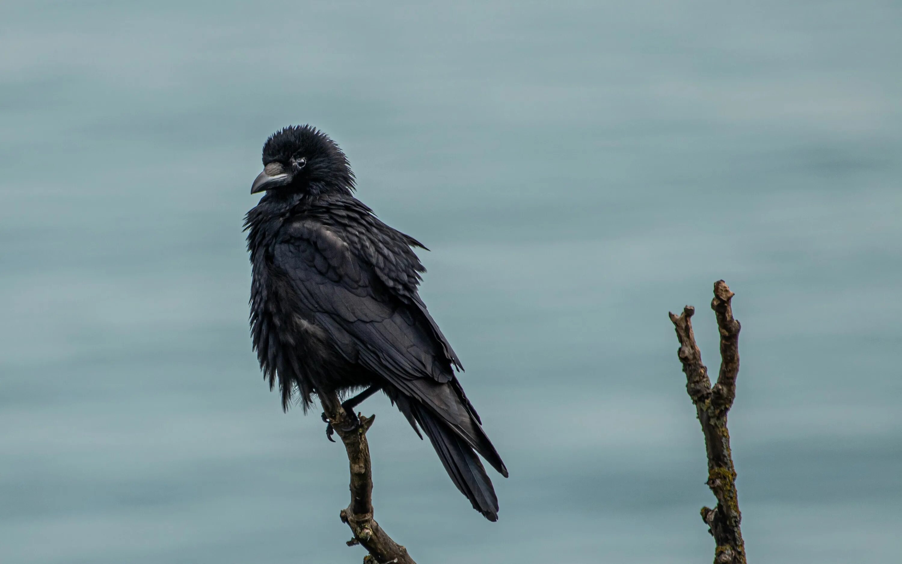 Белоклювый ворон. Crow 4. Эдвард ферлонг ворон 4. Crow 4. Ворон 4 фильм.