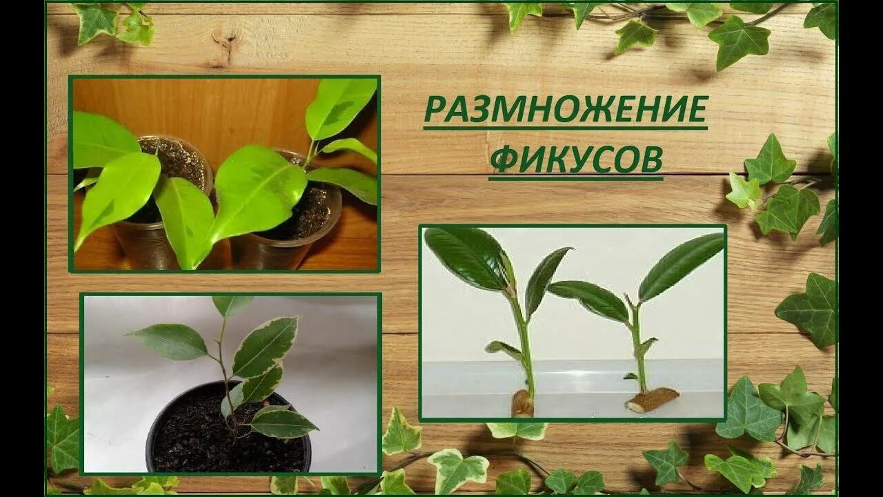 Фикус пересадка размножение. Черенкование фикуса Бенджамина. Размножение фикуса черенками. Фикус широколистный размножение. Отводка на фикусе.